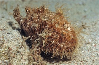 Hairy frogfish crawls over sandy seabed