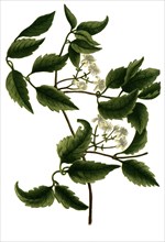 Clematis sylvestris latifolia
