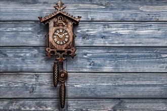 Antique Black Forest cuckoo clock in front of blue wooden wall