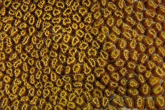Close-up of opening polyps of great star coral