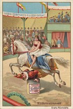 Series of horse dressage in the circus