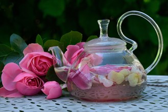 Rose tea in teapot and rose petals
