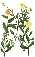 Various species of the plant genus Marigolds
