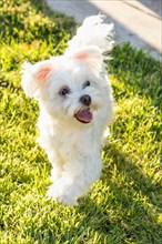 Adorable maltese puppy playing in the yard