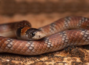Australian coral snake