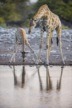 Two angolan giraffes