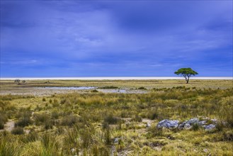 Tree at the edge of the salt pan