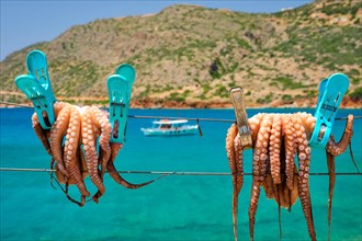 Fresh octopus drying on the rope on sun with turquoise water of Aegean sea with fishing boat on background