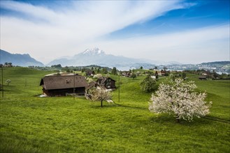 Panorama with cherry trees and mountains