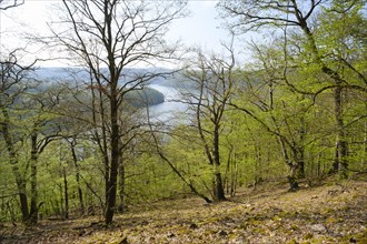 Beech forest with view of Lake Eder