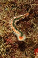 Close-up of poisonous bearded firebristle worm