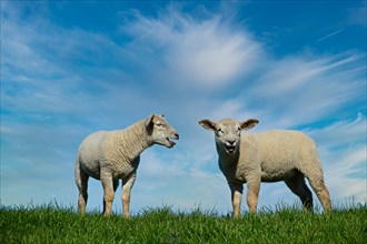 Zwei Junge Schafe