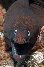 Close-up of head of black moray eel