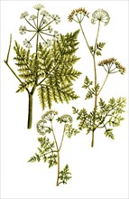 Cerefolium hispanicum