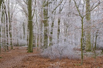 Path through deciduous forest with hoarfrost