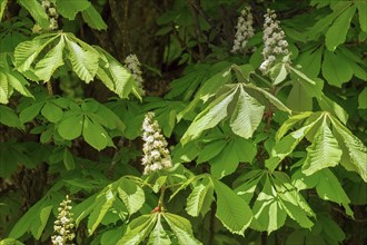 Chestnut blossom