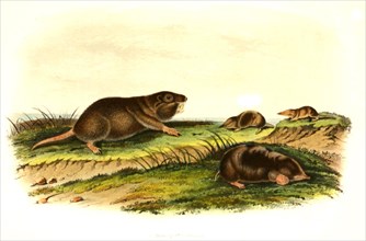 Southern gopher