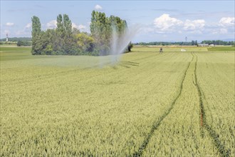 Wheat field in spring in plain. Alsace