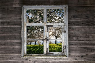 View through a rustic wooden window onto blossoming cherry trees