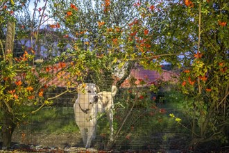 A white dog looking aside behind a green fence surrounded by red flowers