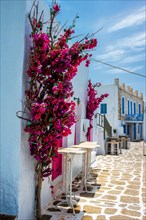 Picturesque narrow street with traditional whitewashed houses with blooming flowers of Naousa town in famous tourist attraction Paros island