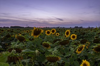 View over a sunflower field