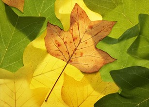 Herbstlich verfaerbtes Tulpenbaumblatt