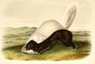 Texan skunk