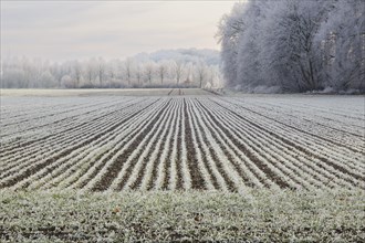Field and landscape with hoarfrost