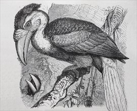 Faltenhornvogel