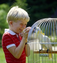 Boy playing with cockatoo in cage Photo: