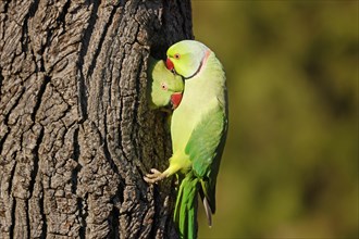 Two collared parakeets