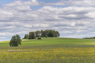 Nature reserve of Rotenbach meadows in High Black Forest. Friedenweiler
