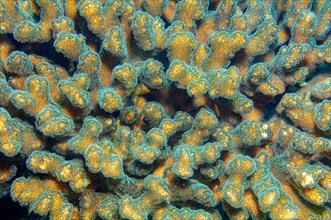 Close-up of polyps of stony coral