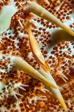 Close-up of small starfish partner shrimp