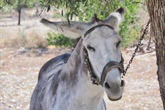 Donkey with bridle chained to tree