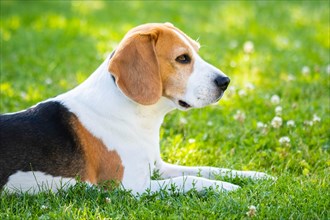 Beagle dog fun in garden outdoors lying on grass. Canine theme