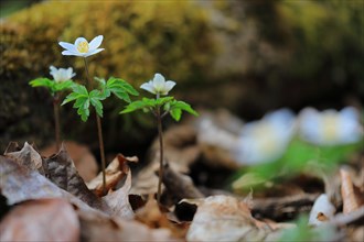 Wood anemone