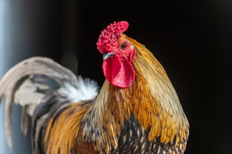 Portrait of a Rooster in a farmyard. Educational Farm