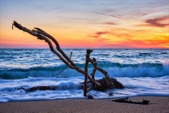 Ld wood trunk snag in water at tropical beach on beautiful sunset