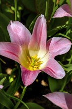 Pink tulip
