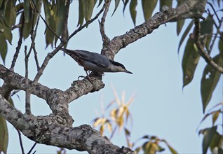 Giant Nuthatch