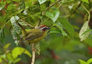 Red-capped Warbler