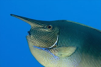 Longnose Surgeonfish