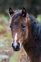 A close up on the head of a New Forest Pony