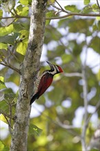 Black-rumped flameback