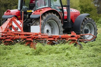 Massey Ferguson tractor with tedder at work in a field of freshly cut grass for silage
