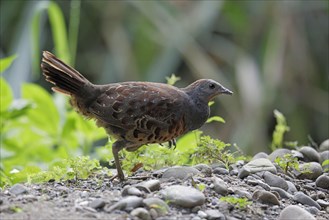 Chinese bamboo chicken