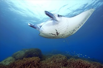 Manta ray at reef manta ray
