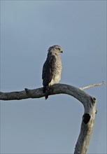 Southern Banded Snake-eagle